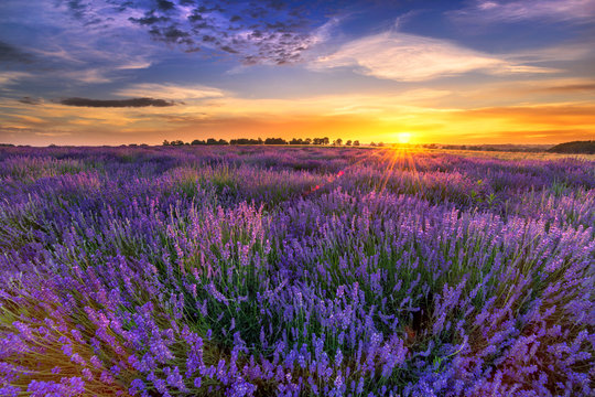 Beautiful lavender field sunset landscape