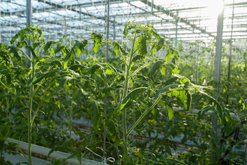 Tomato bushes inside a large glass industrial greenhouse