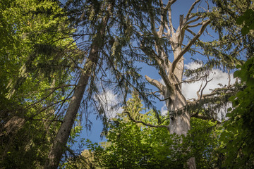 Elderly Oak tree finishing its life cycle, dense ancient forest in Bialowieza, Poland