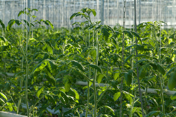 Tomato bushes inside a large glass industrial greenhouse