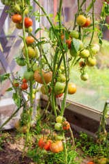 Bunch of big green tomatoes on a bush, growing selected tomato