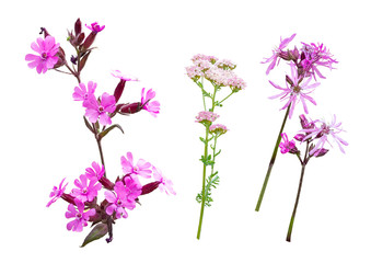 Pink wild meadow flowers isolated on a white background; red campion, common yarrow and ragged robin
