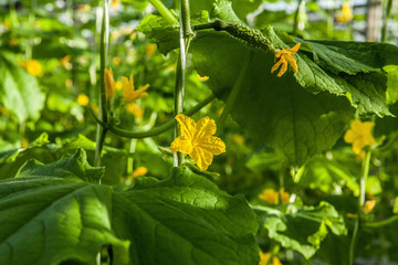 Blooming cucumber bushes inside a large glass industrial greenhouse