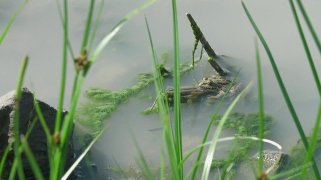 Green frog in natural habitat