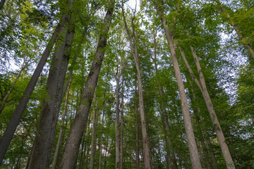 High dense trees in primeval forest