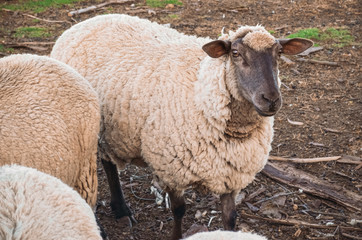 Ganadería ovina. Ovejas alimentándose. Animales de granja.