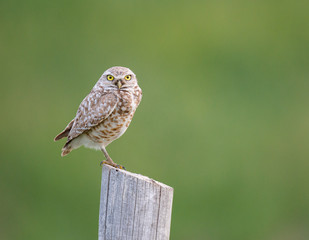 Burrowing owl