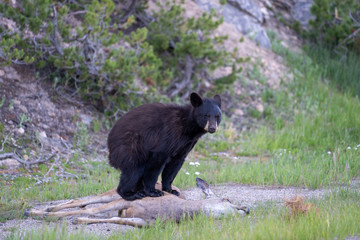 Black bear eating carcass