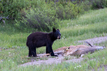 Fototapeta premium Black bear juvenile eating deer 