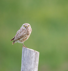 Burrowing owl