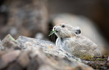 Endangered pika