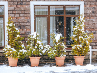 Fototapeta na wymiar Plastic pots with thuja shrubs stand under a large window on the street covered with snow