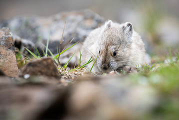 Endangered pika