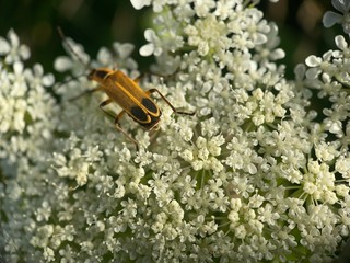 beetle on flower