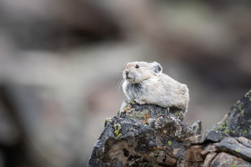 Endangered pika
