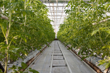 large glass industrial greenhouse for growing tomatoes