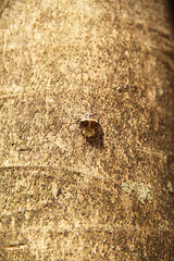 Beetle and eggs in tree trunk, Sao Paulo, Brazil