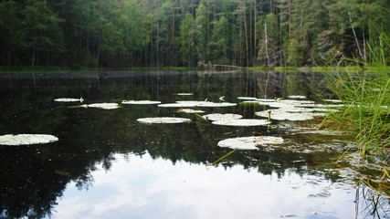 Green summer swamp bog with water lilies in the forest