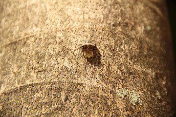 Beetle and eggs in tree trunk, Sao Paulo, Brazil