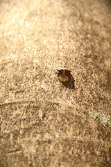 Beetle and eggs in tree trunk, Sao Paulo, Brazil