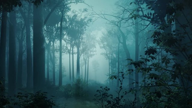 Misty forest at Midnight