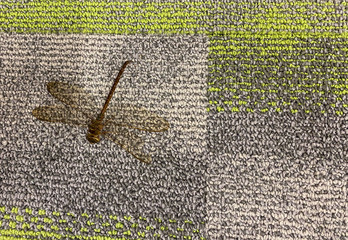 A dragon fly on a carpet