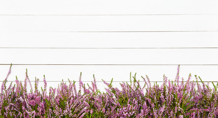Pink Common Heather flowers boder on white wooden background. Copy space, top view. Flat lay