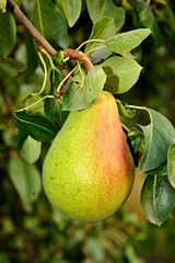 pear on tree