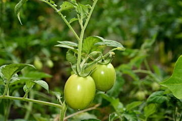 green tomato plant