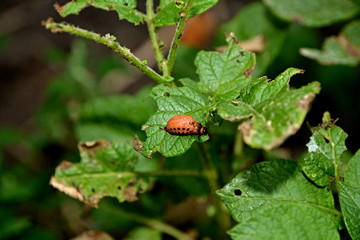 ladybug on a leaf