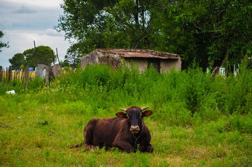 Animal de granja. Vaca mirando a la cámara.