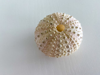 The shell of a sea urchin