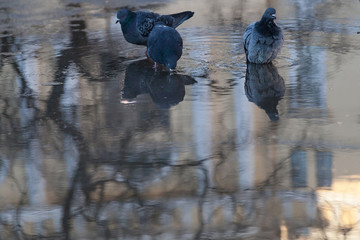 Gray..Doves in a dirty puddle
