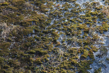 Green moss texture on concrete under snow