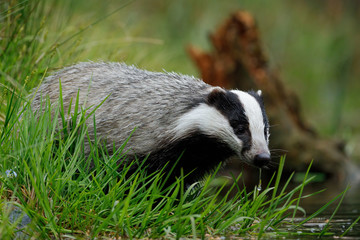 European badger, Meles meles, drinks at forest lake. Cute animal stands in green grass, water drop falling down its muzzle. Wildlife scene from summer nature. Black and white striped beast.