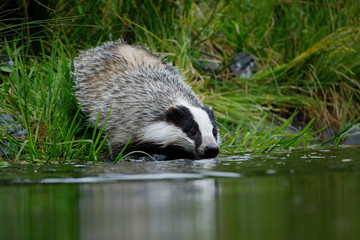 European badger, Meles meles, is going to take bath in forest lake. Badger makes waves as sinks nose in water. Wildlife scene from summer nature. Black and white striped beast. Nocturnal wild beast.