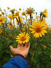 campo de girasoles y flores amarillas con una mano agarrandolas en México