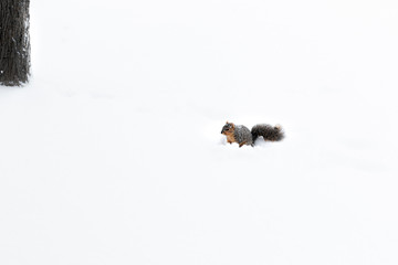 Squirrel Near Tree in Bright White Snow