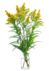 Solidago altissima (Canada goldenrod or late goldenrod) in a glass vessel on a white background