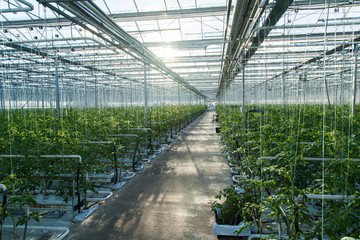 large glass industrial greenhouse for growing tomatoes