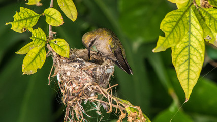 Dinner time © Gabriel