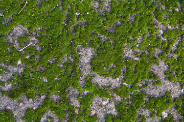 Green moss texture on concrete