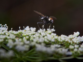 fly on a flower