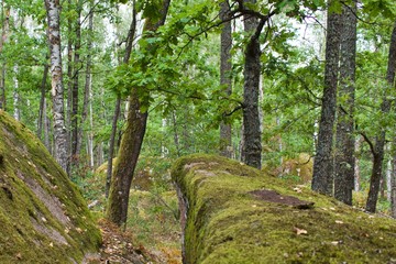 stones covered with moss in green forest