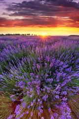 Fototapeta na wymiar Beautiful lavender field sunset landscape