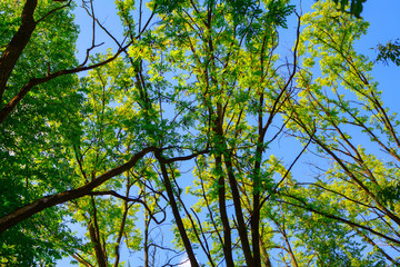 Obraz premium acacia branches with green leaves 