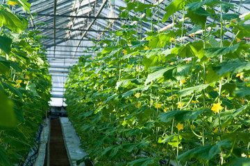 Fototapeta na wymiar interior of a large glass industrial greenhouse for growing cucumbers
