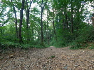 晴れの日に森の小道で