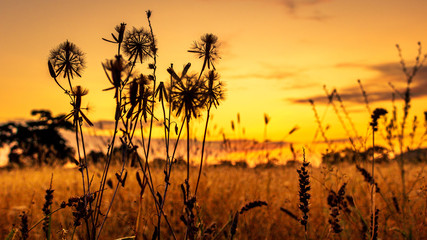 Atardecer en el campo