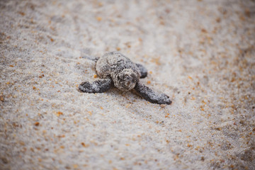 Sea Turtle Hatchling